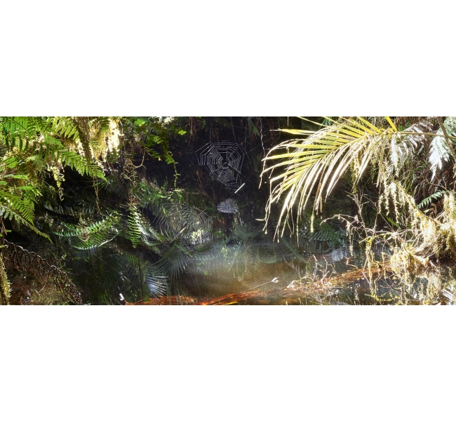 Deep In Jungle news